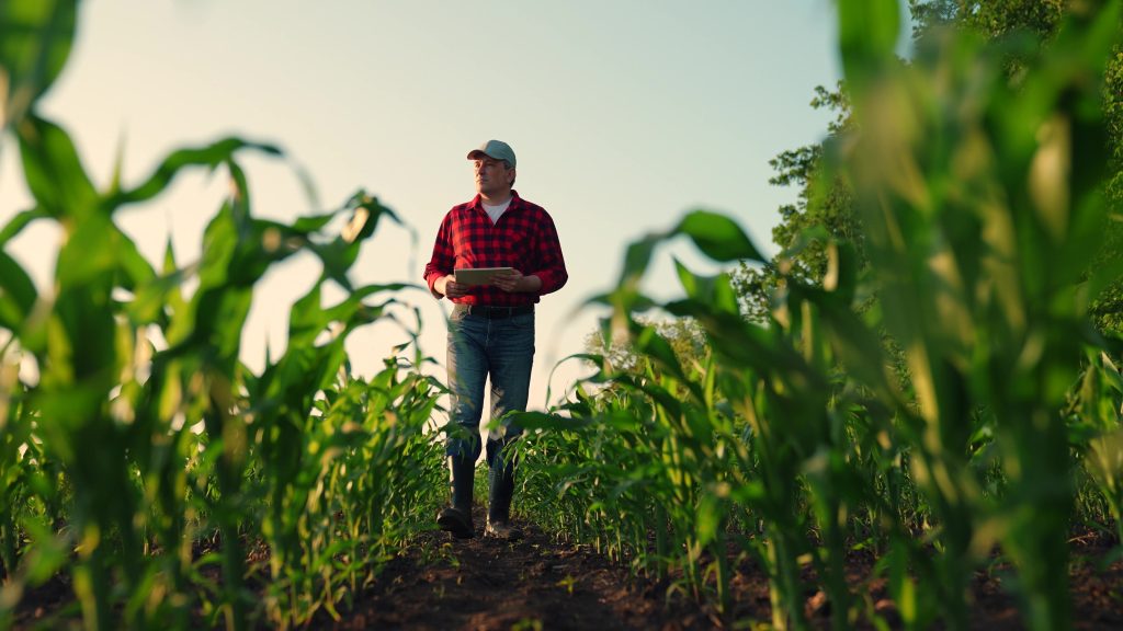Man walks through green cornfield with tablet