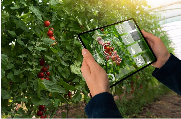 Hand bedient tablet in kas, gericht op tomatenplanten en dataweergave.