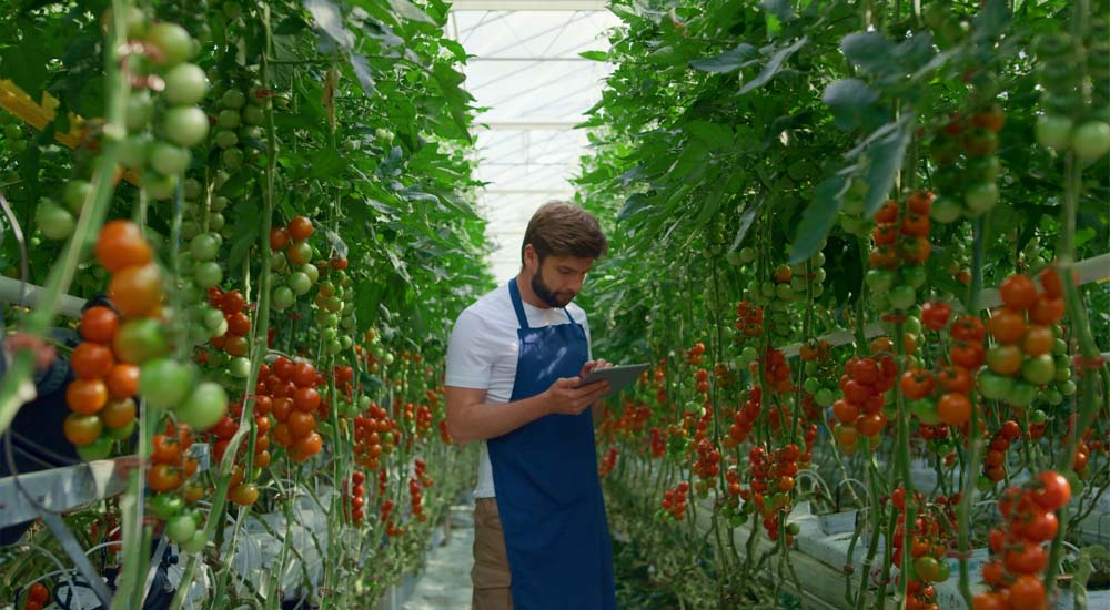 Teler controleert tomatenplanten in een moderne kas met slimme landbouwtechnologie.